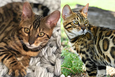 Where can I get a Bengal Kitten?